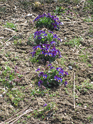 pansy unmulched